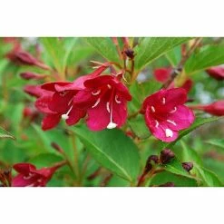 BAUHAUS Piardino Pflanzen-Mix Blühsträucher In Arten/Sorten Topfgröße: 19 Cm -Gartenpflanzen Verkäufe 12 901