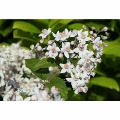 BAUHAUS Piardino Pflanzen-Mix Blühsträucher In Arten/Sorten Topfgröße: 19 Cm -Gartenpflanzen Verkäufe 12 902