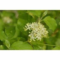 BAUHAUS Piardino Pflanzen-Mix Blühsträucher In Arten/Sorten Topfgröße: 19 Cm -Gartenpflanzen Verkäufe 12 904