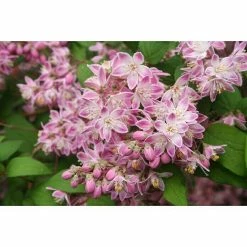 BAUHAUS Piardino Pflanzen-Mix Blühsträucher In Arten/Sorten Topfgröße: 19 Cm -Gartenpflanzen Verkäufe 12 905