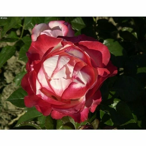 BAUHAUS Edelrose Stämmchen Rosa 'Nostalgie'®, Weißrot -Gartenpflanzen Verkäufe 12 907