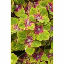 BAUHAUS Piardino Ballhortensie 'Schloss Wackerbarth' Hydrangea Macrophylla, Blütenfarbe: Artenabhängig -Gartenpflanzen Verkäufe 12 909