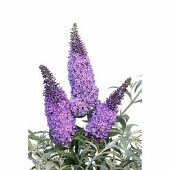 BAUHAUS Sommerflieder Buddleja Davidii 'Buzz Sky Blue'(S), Hellblau