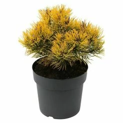 BAUHAUS Berg-Kiefer Pinus Mugo 'Carsten's Wintergold', Topfvolumen: 10 L, Aktuelle Wuchshöhe: 20 Cm - 30 Cm