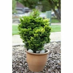BAUHAUS Piardino Kleine Muschelzypresse Chamaecyparis Obtusa 'Nana Gracilis', Topfgröße: 13 Cm