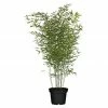 BAUHAUS Piardino Bambus Phyllostachys In Sorten -Gartenpflanzen Verkäufe 12 915