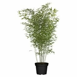 BAUHAUS Piardino Bambus Phyllostachys In Sorten