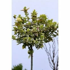 BAUHAUS Spindelstrauch Stämmchen Euonymus Fortunei 'Emerald'n Gold', Gelbbunt, Stammhöhe: 60 Cm