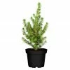 BAUHAUS Piardino Zuckerhut-Fichte Picea Glauca 'Conica', Topfgröße: 9 Cm