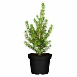 BAUHAUS Piardino Zuckerhut-Fichte Picea Glauca 'Conica', Topfgröße: 9 Cm