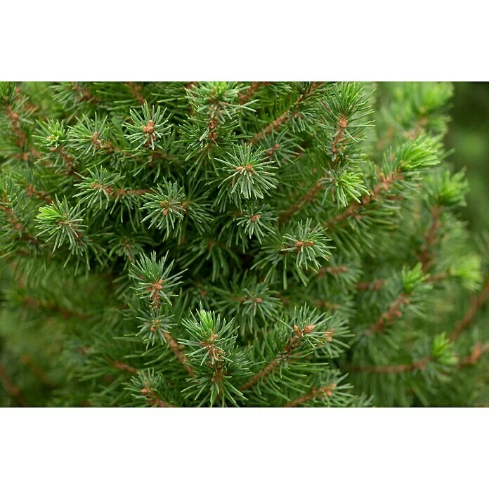 BAUHAUS Piardino Zuckerhut-Fichte Picea Glauca 'Conica', Topfgröße: 9 Cm 4 BAUHAUS Piardino Zuckerhut-Fichte Picea Glauca 'Conica', Topfgröße: 9 Cm – Bild 2