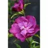 BAUHAUS Garteneibisch Hibiscus Syriacus 'Purple Ruffles'®, Aktuelle Wuchshöhe: 40 Cm - 60 Cm -Gartenpflanzen Verkäufe 12 92