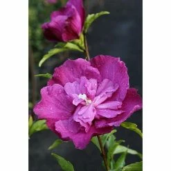 BAUHAUS Garteneibisch Hibiscus Syriacus 'Purple Ruffles'®, Aktuelle Wuchshöhe: 40 Cm - 60 Cm