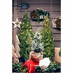 BAUHAUS Piardino Zuckerhut-Fichte Picea Glauca 'Conica', Topfgröße: 9 Cm 7 BAUHAUS Piardino Zuckerhut-Fichte Picea Glauca 'Conica', Topfgröße: 9 Cm -Gartenpflanzen Verkäufe 12 920