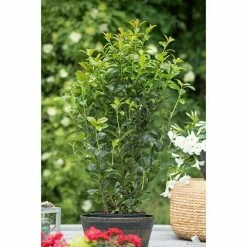 BAUHAUS Piardino Kirschlorbeer Prunus Laurocerasus