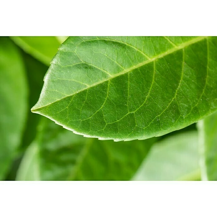 BAUHAUS Piardino Kirschlorbeer Prunus Laurocerasus 4 BAUHAUS Piardino Kirschlorbeer Prunus Laurocerasus – Bild 2