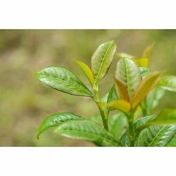 BAUHAUS Piardino Kirschlorbeer Prunus Laurocerasus 8 BAUHAUS Piardino Kirschlorbeer Prunus Laurocerasus -Gartenpflanzen Verkäufe 12 923