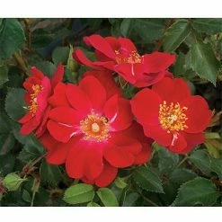 BAUHAUS Piardino Beetrose Rosa 'Mella'®, Topfgröße: 19 Cm, Rosa