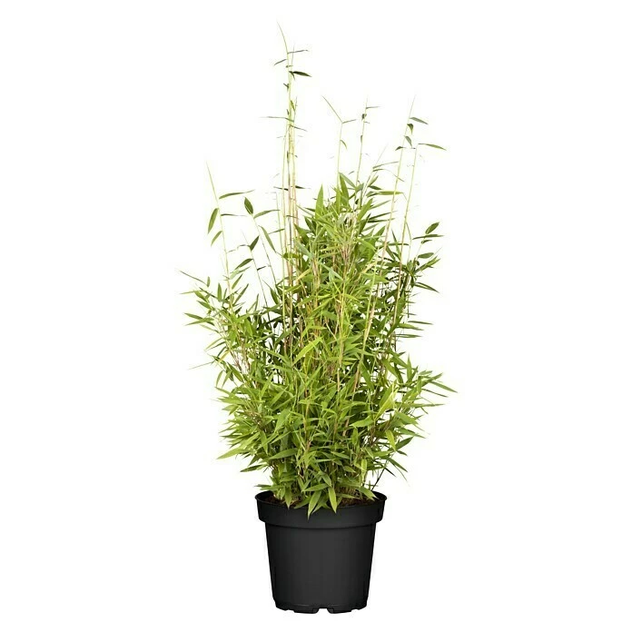 BAUHAUS Piardino Muriel-Bambus Fargesia Murielae, Topfvolumen: 5 L 3 BAUHAUS Piardino Muriel-Bambus Fargesia Murielae, Topfvolumen: 5 L