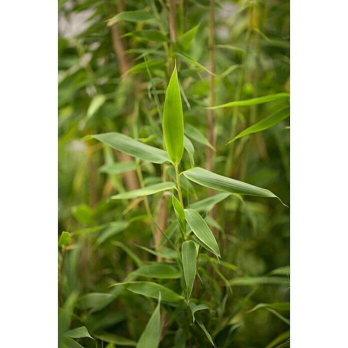 BAUHAUS Piardino Muriel-Bambus Fargesia Murielae, Topfvolumen: 5 L 4 BAUHAUS Piardino Muriel-Bambus Fargesia Murielae, Topfvolumen: 5 L – Bild 2