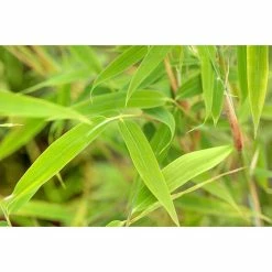 BAUHAUS Piardino Muriel-Bambus Fargesia Murielae, Topfvolumen: 5 L 8 BAUHAUS Piardino Muriel-Bambus Fargesia Murielae, Topfvolumen: 5 L -Gartenpflanzen Verkäufe 12 928