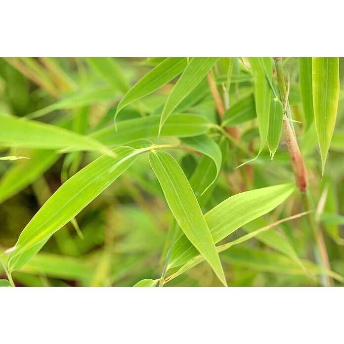 BAUHAUS Piardino Muriel-Bambus Fargesia Murielae, Topfvolumen: 5 L 5 BAUHAUS Piardino Muriel-Bambus Fargesia Murielae, Topfvolumen: 5 L – Bild 3