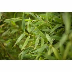 BAUHAUS Piardino Muriel-Bambus Fargesia Murielae, Topfvolumen: 5 L 9 BAUHAUS Piardino Muriel-Bambus Fargesia Murielae, Topfvolumen: 5 L -Gartenpflanzen Verkäufe 12 929