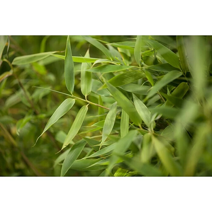 BAUHAUS Piardino Muriel-Bambus Fargesia Murielae, Topfvolumen: 5 L 6 BAUHAUS Piardino Muriel-Bambus Fargesia Murielae, Topfvolumen: 5 L – Bild 4