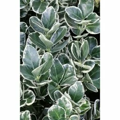 BAUHAUS Spindelstrauch Euonymus Japonicus 'Kathy', Topfvolumen: 7 L, Grün Mit Weiß