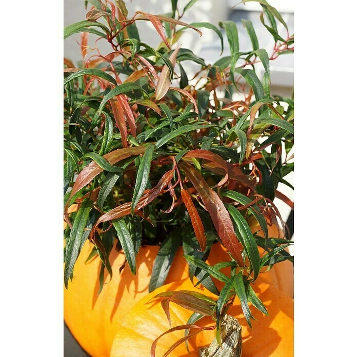 BAUHAUS Traubenheide Leucothoe Keiskei 'Halloween' 3 BAUHAUS Traubenheide Leucothoe Keiskei 'Halloween'