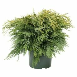 BAUHAUS Lawsons Scheinzypresse Chamaecyparis Lawsoniana 'Sunkist', Aktuelle Wuchshöhe: 50 Cm - 70 Cm