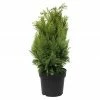 BAUHAUS Lawsons Scheinzypresse Chamaecyparis Lawsoniana 'Alumigold', Aktuelle Wuchshöhe: 20 Cm - 30 Cm -Gartenpflanzen Verkäufe 12 933