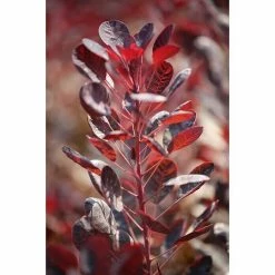 BAUHAUS Perückenstrauch Cotinus Coggygria 'Lilla'®, 30 Cm - 50 Cm, Topfvolumen: 4 L