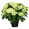 BAUHAUS Piardino Bauernhortensie Hydrangea Macrophylla, Weiß -Gartenpflanzen Verkäufe 12 935