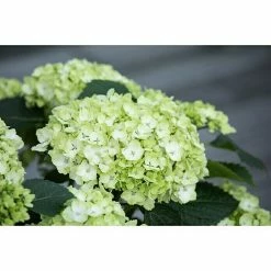 BAUHAUS Piardino Bauernhortensie Hydrangea Macrophylla, Weiß -Gartenpflanzen Verkäufe 12 936