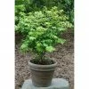 BAUHAUS Korkflügelstrauch Euonymus Alatus 'Compactus', Topfvolumen: 4,6 L, Aktuelle Wuchshöhe: 20 Cm - 30 Cm -Gartenpflanzen Verkäufe 12 937