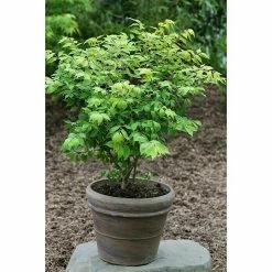BAUHAUS Korkflügelstrauch Euonymus Alatus 'Compactus', Topfvolumen: 4,6 L, Aktuelle Wuchshöhe: 20 Cm - 30 Cm