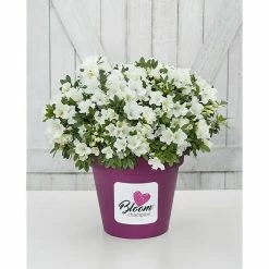 BAUHAUS Japanische Azalee Rhododendron Obtusum 'BloomChampion® White', Weiß, Topfvolumen: 3 L