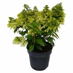 BAUHAUS Rispen-Hortensie Hydrangea Paniculata 'Magical Mont Blanc'®, Weiß