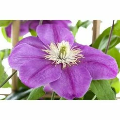 BAUHAUS Piardino Waldrebe Clematis Hybriden, Rosa