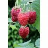 BAUHAUS Himbeere Rubus Idaeus 'Malling Promise', Erntezeit: Juni - Juli -Gartenpflanzen Verkäufe 12 943
