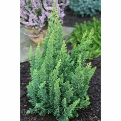 BAUHAUS Lawsons Scheinzypresse Chamaecyparis Lawsoniana 'Little Spire', Aktuelle Wuchshöhe: 15 Cm - 20 Cm