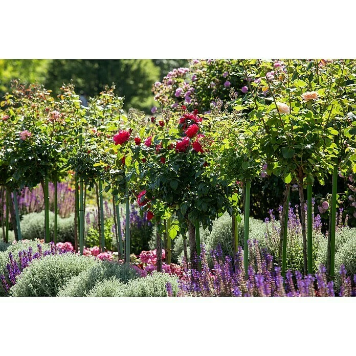 BAUHAUS Piardino Rosenstämmchen Rosa Hybride, Rot 4 BAUHAUS Piardino Rosenstämmchen Rosa Hybride, Rot – Bild 2