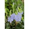BAUHAUS Piardino Kleinblättriges Immergrün Vinca Minor, Topfgröße: 15 Cm, Blau/Violett -Gartenpflanzen Verkäufe 12 948