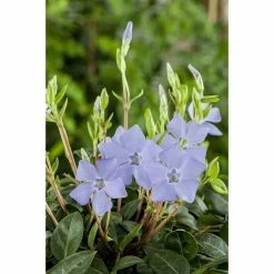 BAUHAUS Piardino Kleinblättriges Immergrün Vinca Minor, Topfgröße: 15 Cm, Blau/Violett