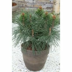 BAUHAUS Schwarzkiefer Pinus Nigra 'Pierrick Bregeon'®, Aktuelle Wuchshöhe: 30 Cm - 50 Cm