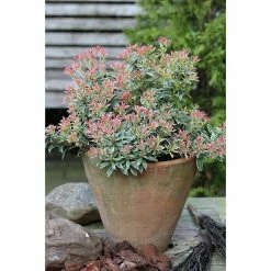 BAUHAUS Japanisches Schattenglöckchen Pieris Japonica 'Little Heath', Topfvolumen: 6 L