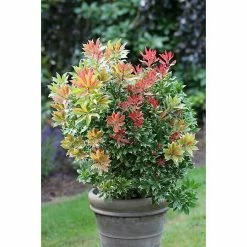 BAUHAUS Japanisches Schattenglöckchen Pieris Japonica 'Carnaval', Topfvolumen: 6 L