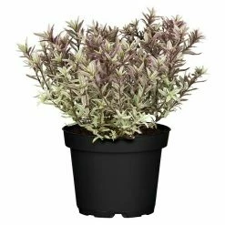 BAUHAUS Piardino Strauchveronika In Sorten Gemischt Hebe 'Magicolors', Blau -Gartenpflanzen Verkäufe 12 953