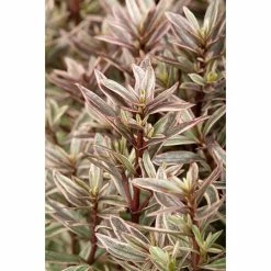 BAUHAUS Piardino Strauchveronika In Sorten Gemischt Hebe 'Magicolors', Blau -Gartenpflanzen Verkäufe 12 954